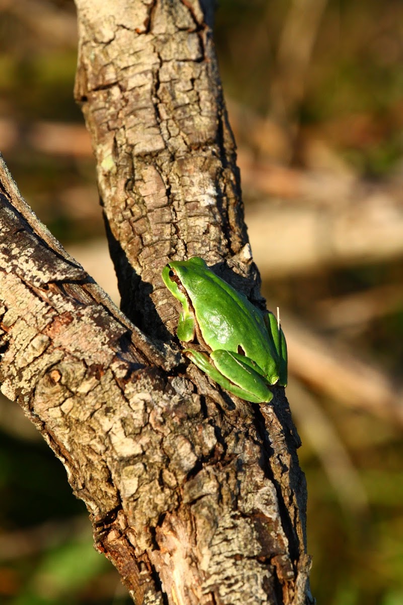 Mediterranean tree frog, Rela-comum