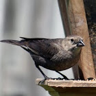 Brown-headed Cowbird