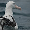 Southern Royal Albatross 