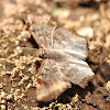 Common or Dusted Spurwing Butterfly