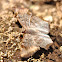 Common or Dusted Spurwing Butterfly