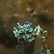 Striped Bumble Bee Shrimp