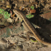 Rosebelly Lizard