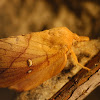 Drinker Moth (adult)