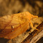 Drinker Moth (adult)