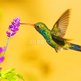 Flying Neon by Dean Mayo - Animals Birds