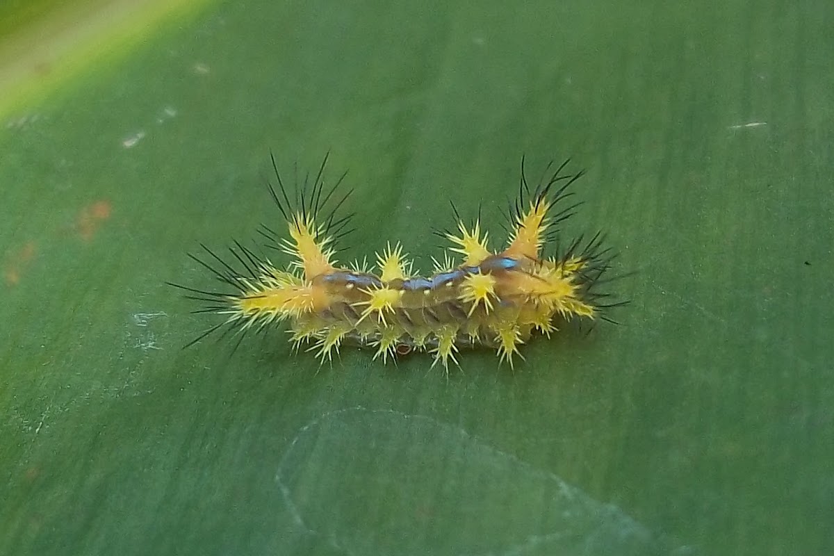 Stinging Caterpillar