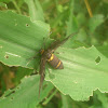 Wasp moth