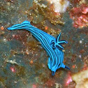 Endemic Galapagos dorid nudibranch