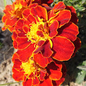 French Marigold