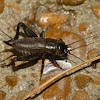 Fall field cricket (nymph)