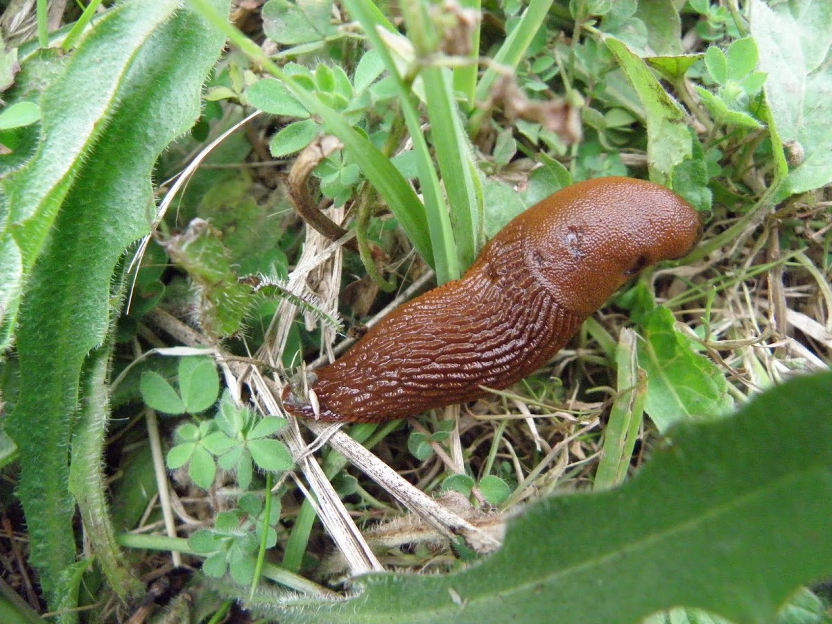 Black slug, red variant