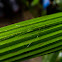 Green Stick-Insect