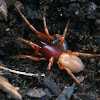 Araña Roja