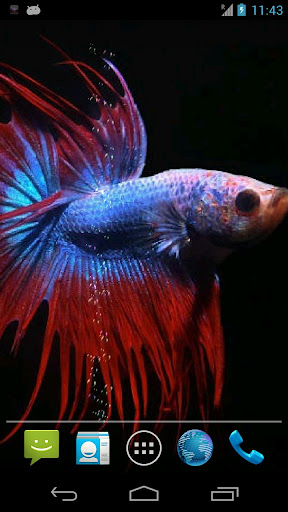 Betta Fish Live Wallpaper ★