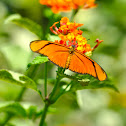 Juliette Longwing Butterfly