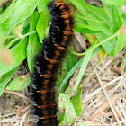 fox moth caterpillar
