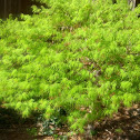 Japanese maple tree