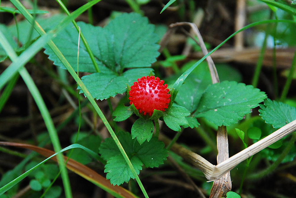 Indian(mock) Strawberry