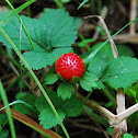 Indian(mock) Strawberry