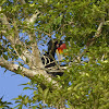 Rhinoceros hornbill