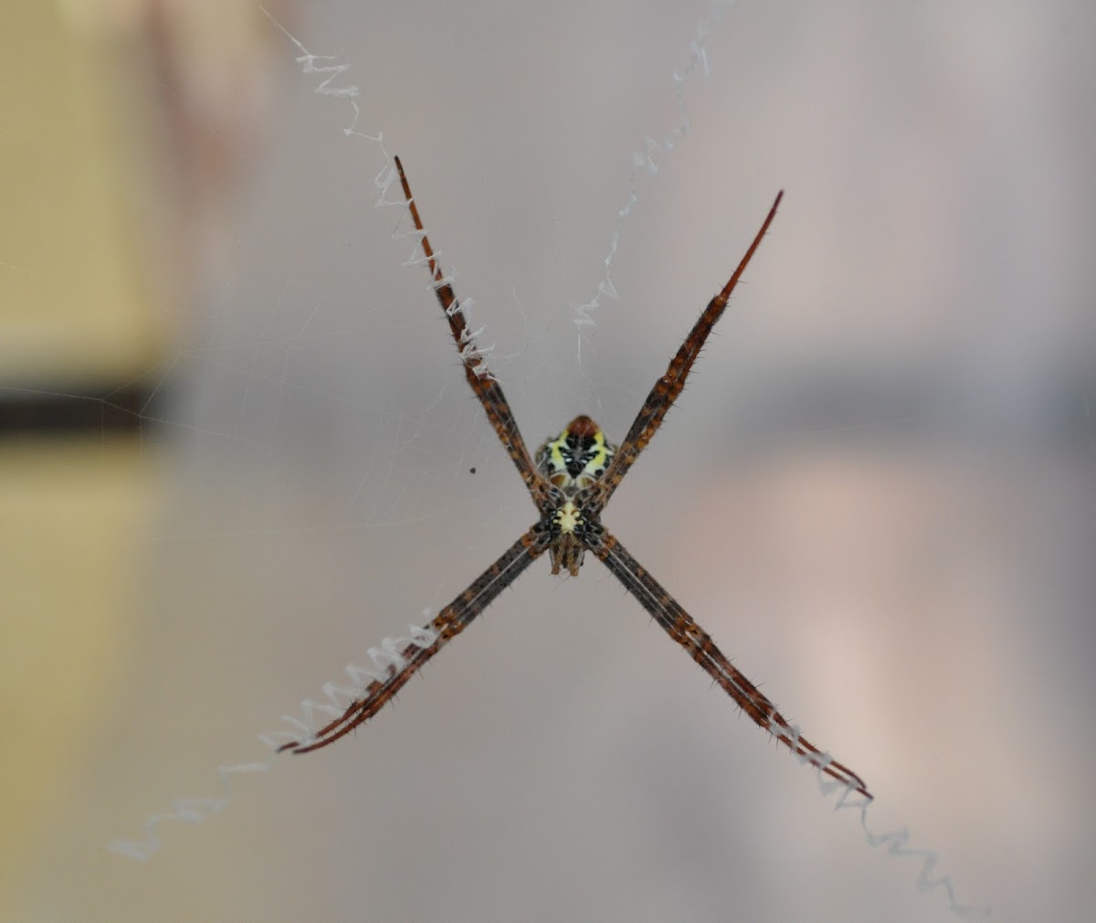 St-Andrews-Cross-Spider