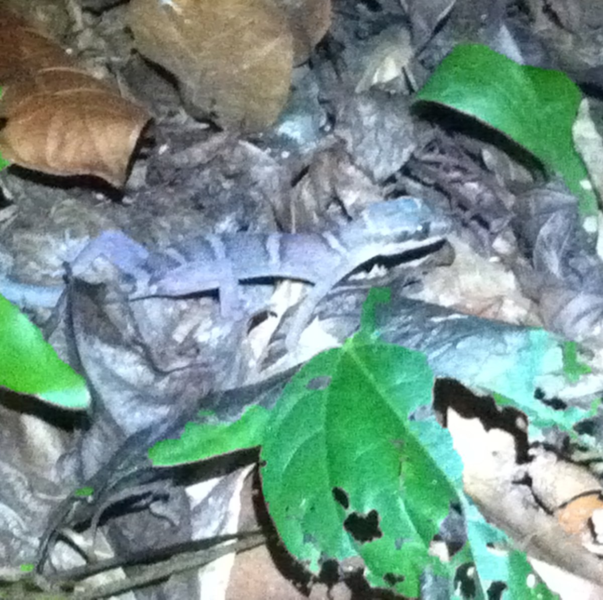 Tioman Bent-toed gecko