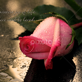 by Dipali S - Typography Quotes & Sentences