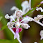 Balinese White Vanda Orchid