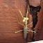Praying mantis - male