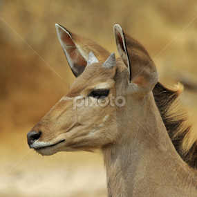 Kudu Bull - Growing Years by Dries Alberts - Animals Other Mammals
