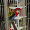 Eastern Rosella