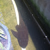 Sailfin Pleco