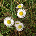 English Daisy