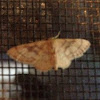 Red-bordered wave moth