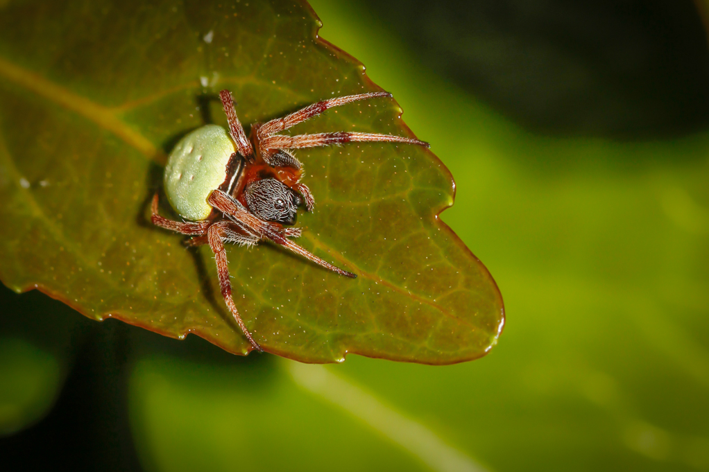 Araneus apricus, pea spider