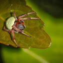Araneus apricus, pea spider