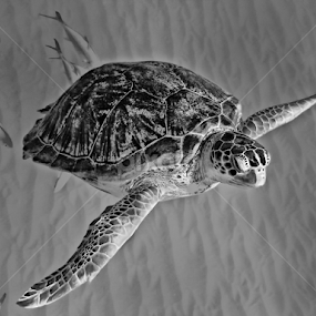 Wild Sea Turtle by Karen Celella - Animals Sea Creatures