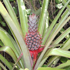 Pineapple tree