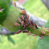 Pink Rose Aphids