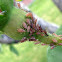 Pink Rose Aphids