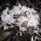 White Slime Mold