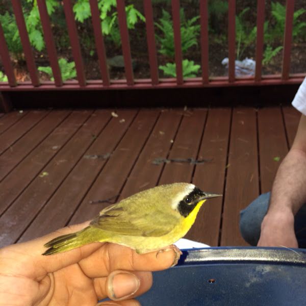 Common Yellowthroat Project Noah