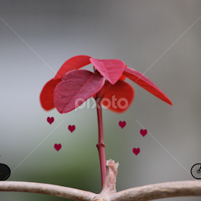 Love in the Air by Arjun Madhav - Digital Art Things