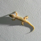 house gecko