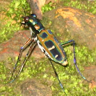 Blue-spotted or Golden-spotted tiger beetle,
