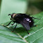 Tachinid Fly