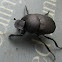 Common Tumblebug