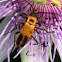 Pennsylvania Leatherwing - Goldenrod Soldier Beetle