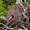 Arboreal termites